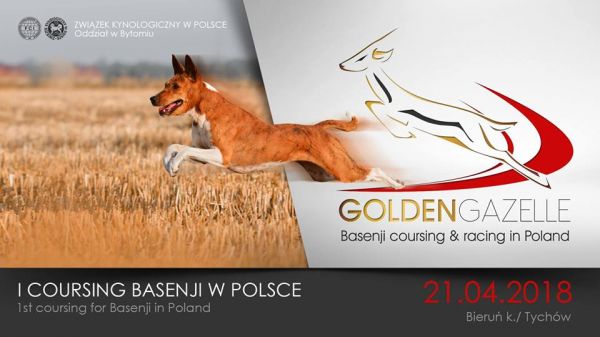 basenji_baner.jpg